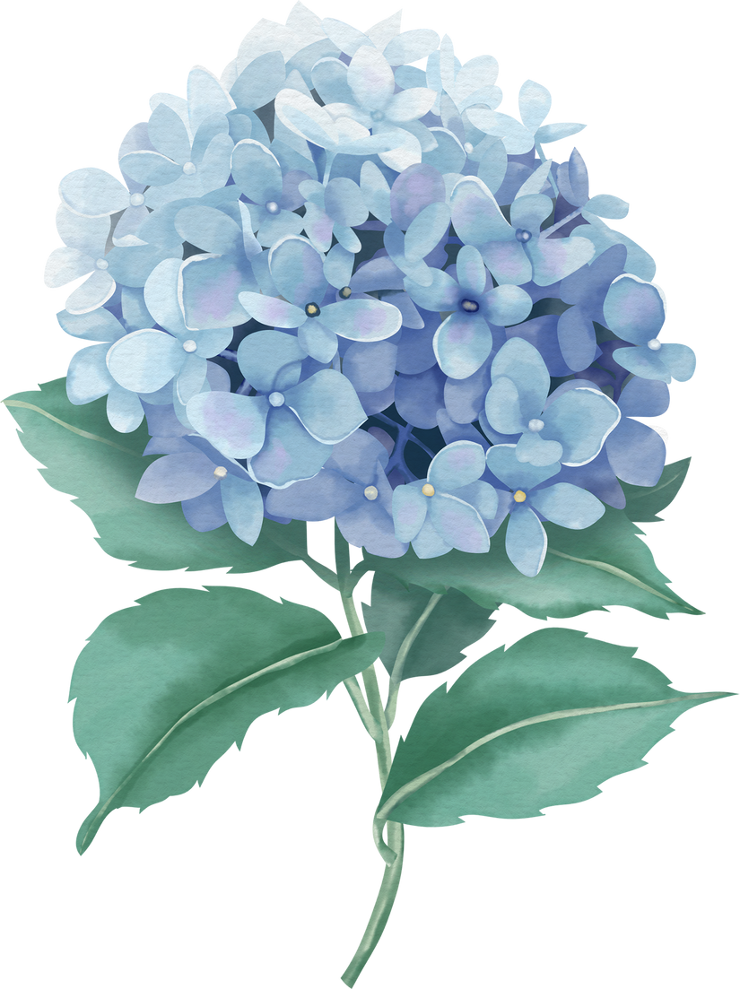 Watercolor Blue Hydrangea Flower