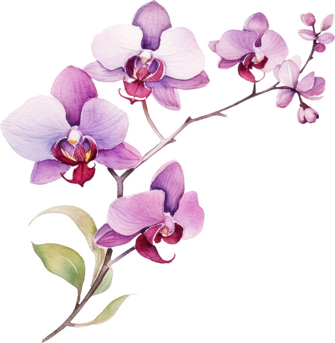 Purple Orchid flower watercolor illustration